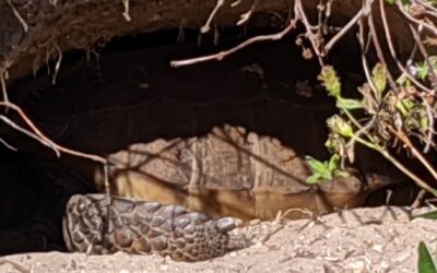 Truck drives over lot littered with gopher tortoise burrows