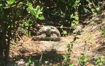 “CHARGING” – Nature of Cape Coral Bus Tour – Cape Coral Wildlife Trust’s Gopher Tortoise Preserve
