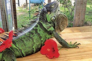 State requires lizard habitat upgrade; cage to cost $20,000