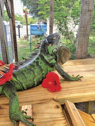 State requires lizard habitat upgrade; cage to cost $20,000