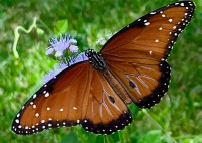 Queen butterfly (male)