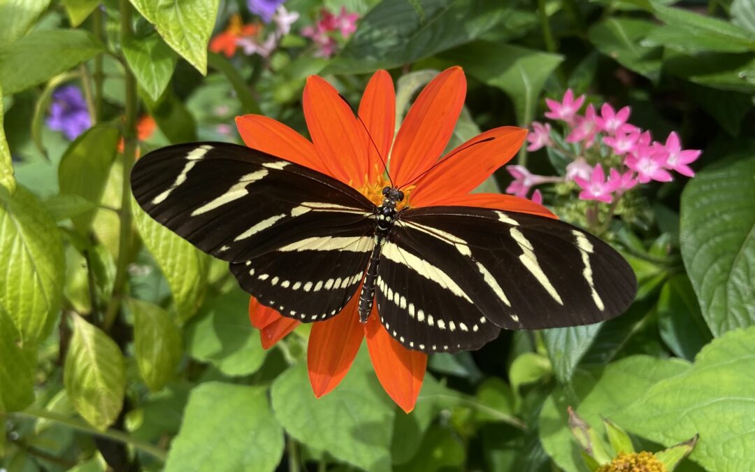 Tom Allen Memorial Butterfly House