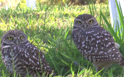 Burrowing owls returning to a damaged habitat after Hurricane Ian