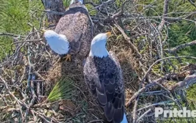 A look back at Harriet the Eagle’s final, chaotic season in Southwest Florida