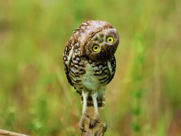 adopt an owl blurb
