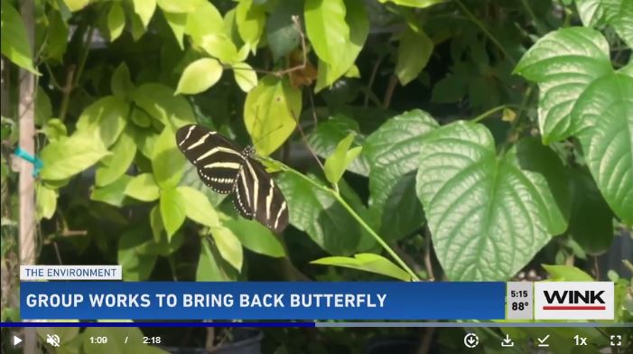 Iconic SWFL butterfly species needs help recovering post-Ian