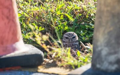 Cape Coral’s burrowing owls may have gotten lucky during Hurricane Ian