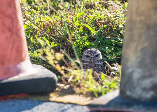 Cape Coral’s burrowing owls may have gotten lucky during Hurricane Ian