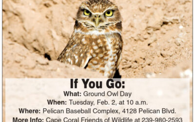 Punxsutawney Phil? Pshaw. Burrowing owl to predict the brrrr