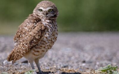 Cape Coral’s citizen sanctuary