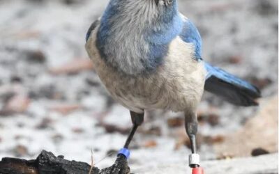 Floridians and their Scrub-Jay: Can they coexist?