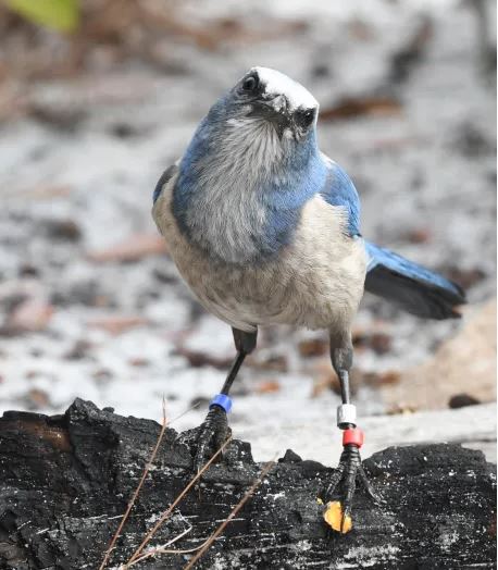 Floridians and their Scrub-Jay: Can they coexist?