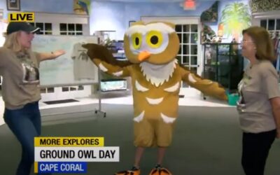 More Explores Ground Owl Day (ABC 7)