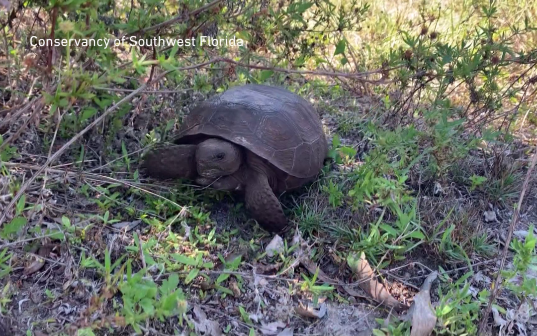 Environmental advocates worry gopher tortoises will lose protections