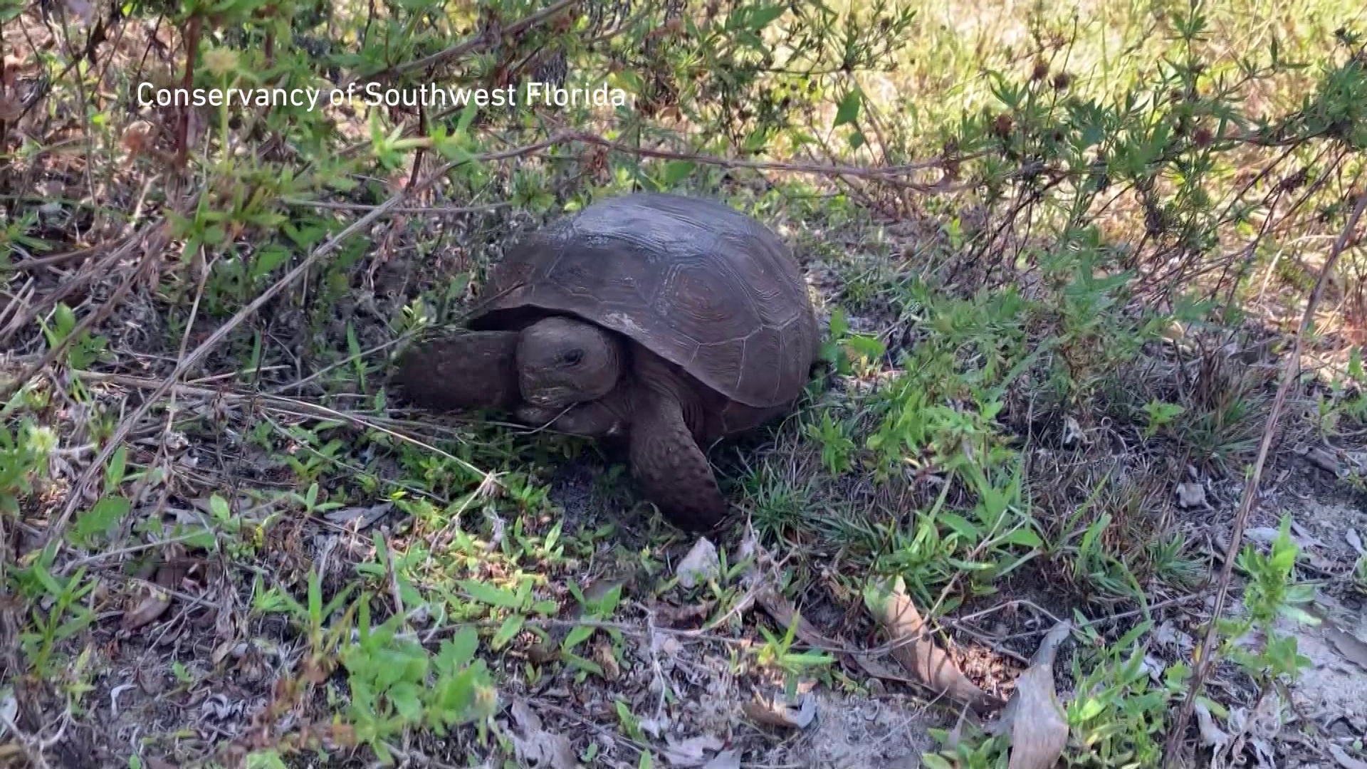 Gopher tortoise. (CREDIT: Conservancy of Southwest Florida)