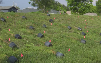 Future Forestry plants 100 trees at Veterans and Kamal Parkway