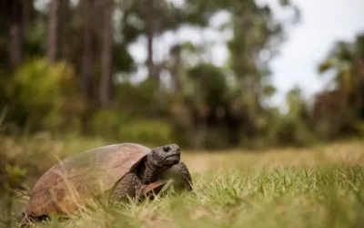 Cape Coral could designate city-owned land for gopher tortoise habitat