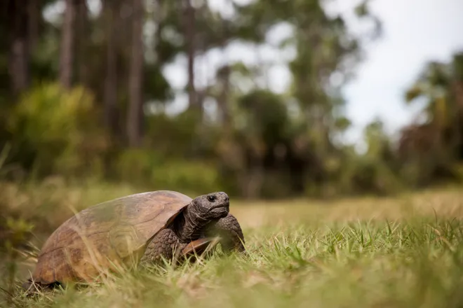 Cape Coral could designate city-owned land for gopher tortoise habitat