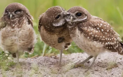 Give a hoot: Burrowing owl census takes wing in Cape Coral