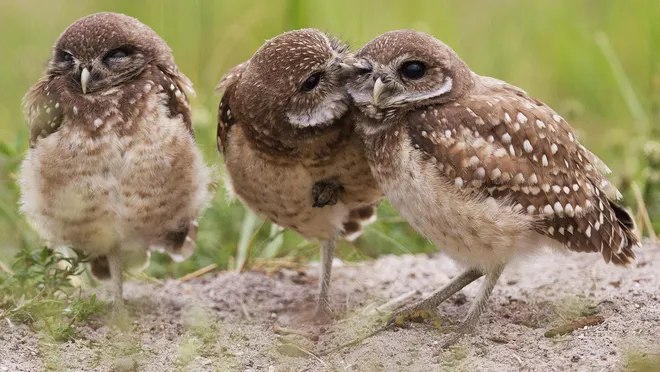Give a hoot: Burrowing owl census takes wing in Cape Coral