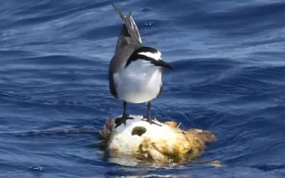 Ever seen a pelagic bird?