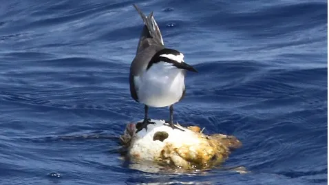 pelagic bird