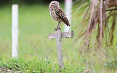 Looking for a last-minute gift? Adopt a burrowing owl for the holidays