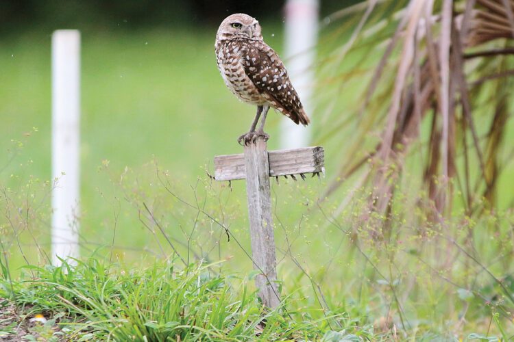 Looking for a last-minute gift? Adopt a burrowing owl for the holidays