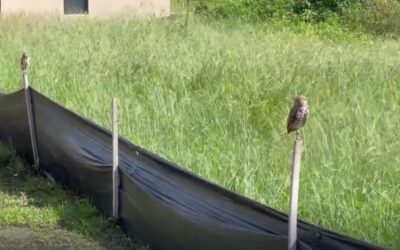 Burrowing owl nests being threatened by developments, natural causes