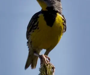 Found in Translation: Avian lesson not just for the birds