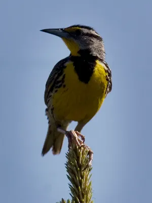 meadowlark