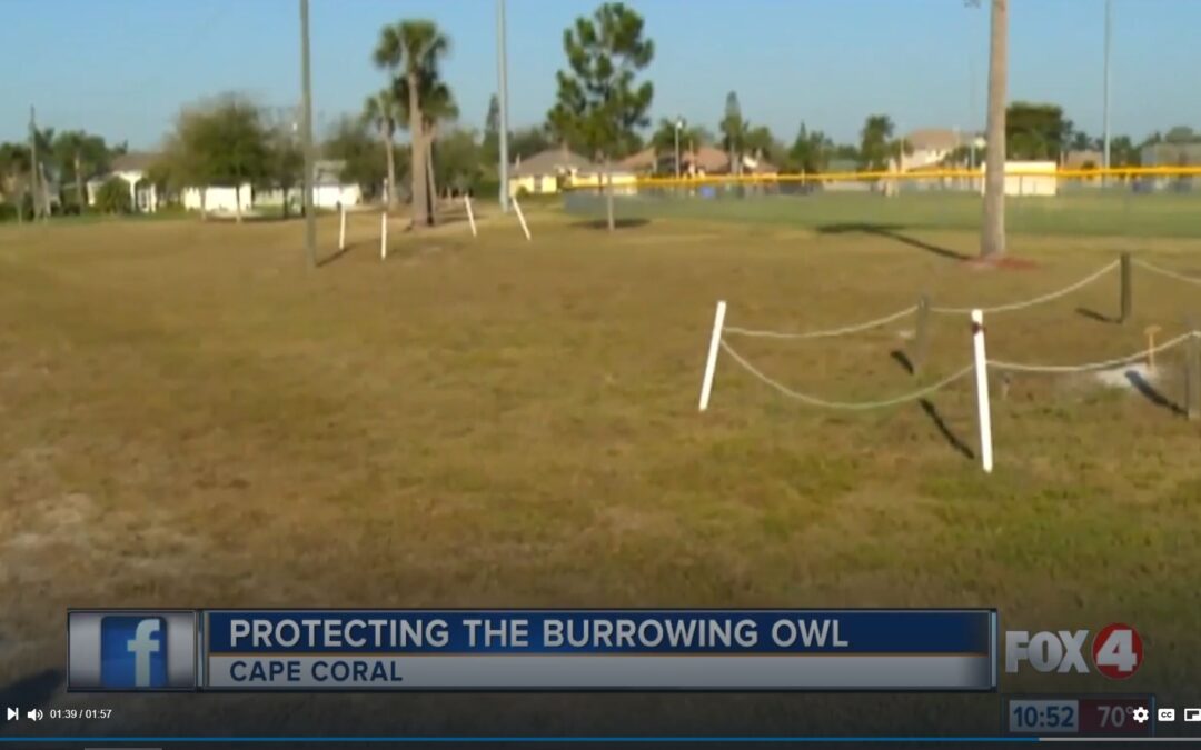 Cape Coral growth hurting burrowing owls