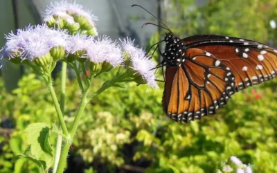 Have fun, learn about butterflies at Rotary Park