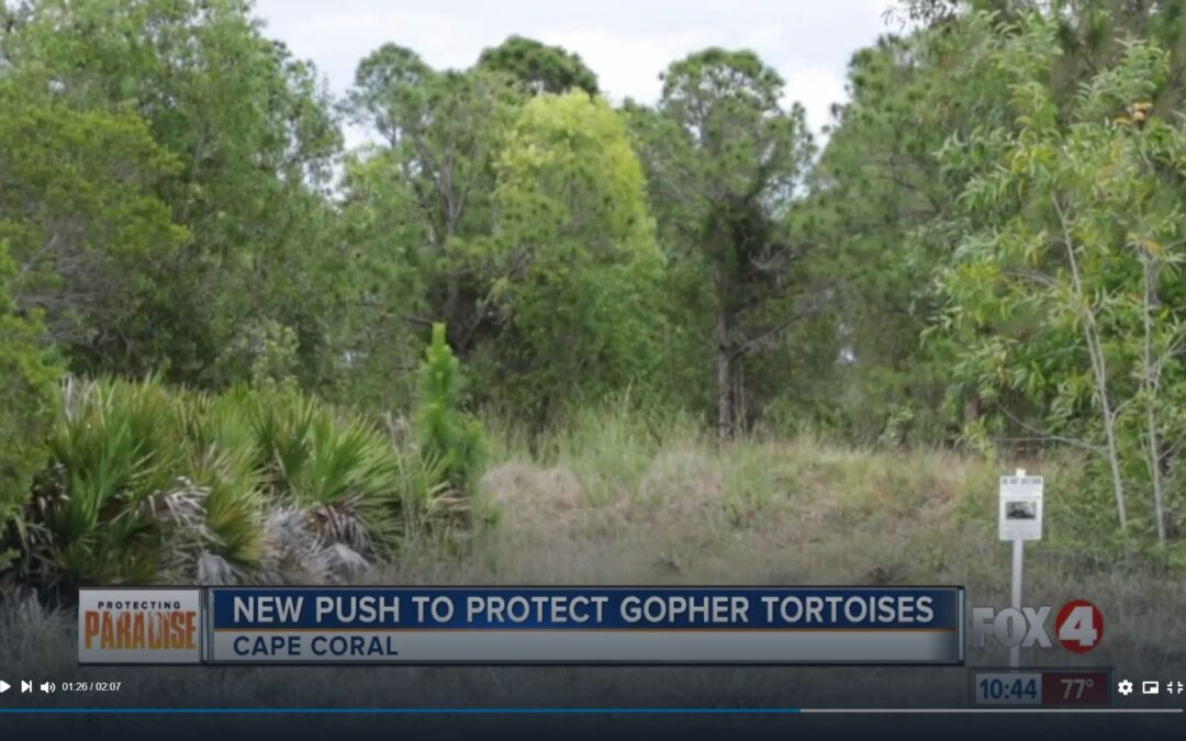 Cape Coral to consider preserving land for gopher tortoises