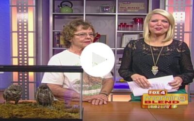 Burrowing Owl Festival on Fox 4 Morning Blend