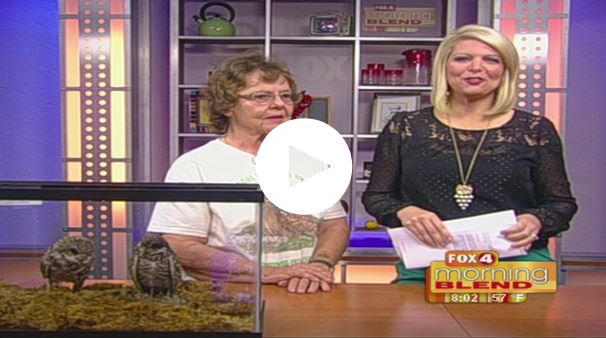 Burrowing Owl Festival on Fox 4 Morning Blend