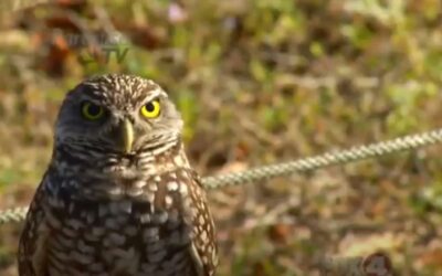 Burrowing Owls on Paradise TV