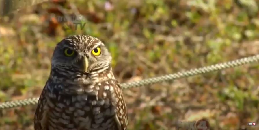 Burrowing Owls on Paradise TV