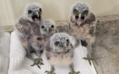 Burrowing owlets rescued from flooded Cape Coral burrow