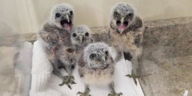 Burrowing owlets rescued from flooded Cape Coral burrow
