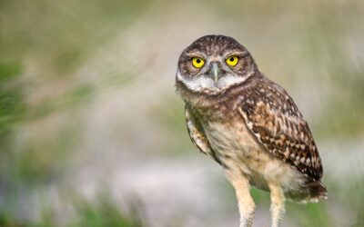 Early birds: Burrowing owl nesting season reaches its peak