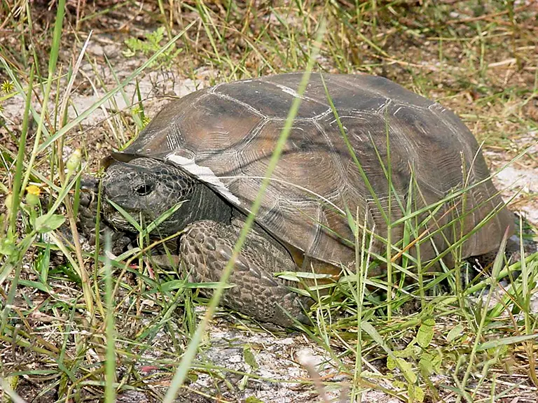 gopher tortoise blurb