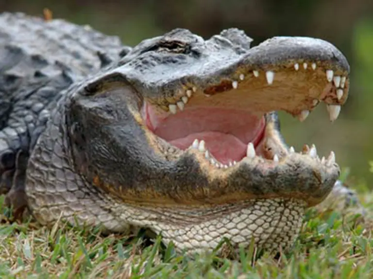 alligator blurb