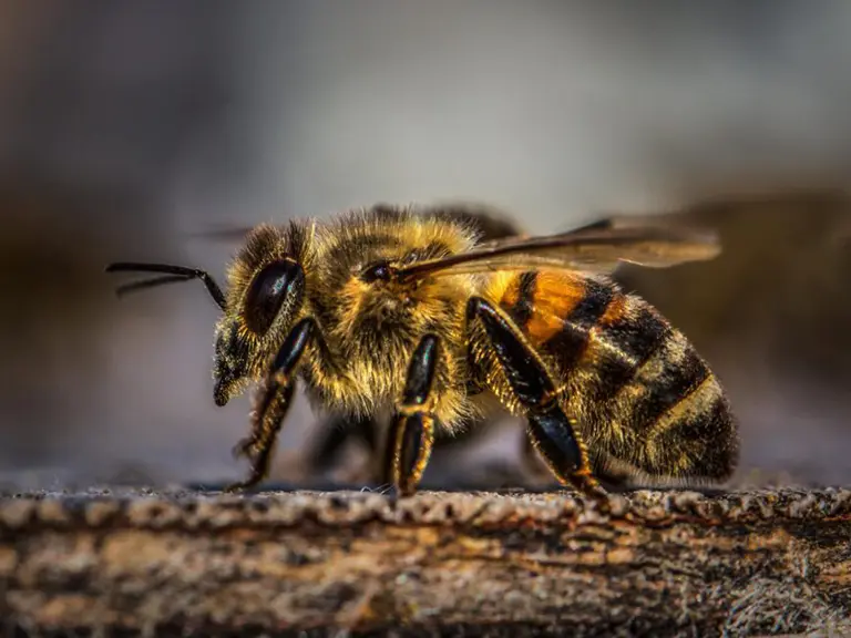 bees blurb