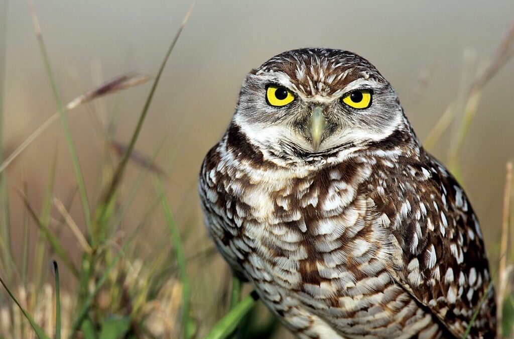 Cape’s ‘Ground Owl Day’ set for Feb. 2