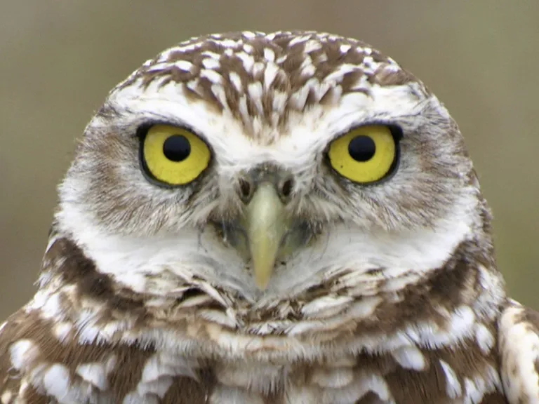 burrowing owl blurb
