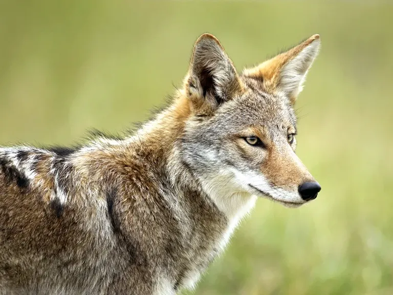 coyote blurb