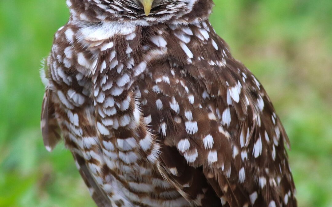 Expert Wildlife Speakers Announced for 2024 Burrowing Owl Festival