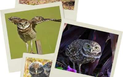 2024 Burrowing Owl Photo Contest