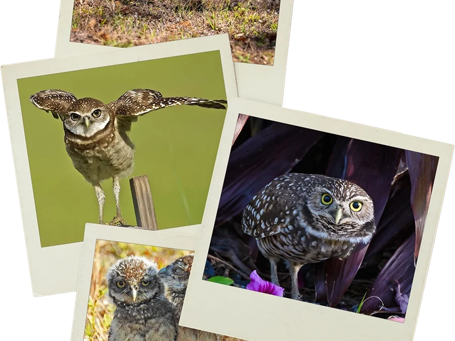 2024 Burrowing Owl Photo Contest